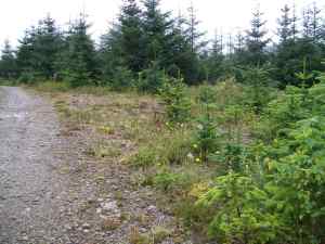 Sitka Spruce invading the site