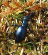 Violet Oil-beetle
