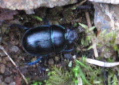 Skye Beetle 2