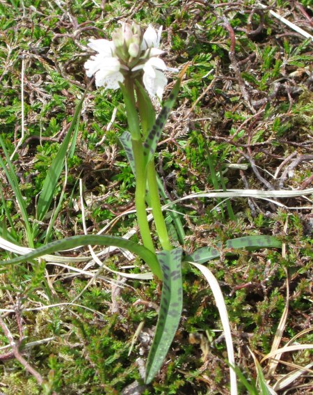 Dactylorhiza maculata 
