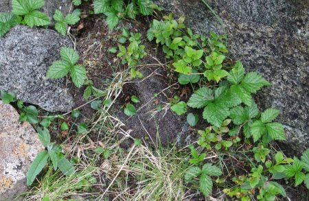 Saussurea alpina in bud (lower left) and dwarf Rubus saxatilis