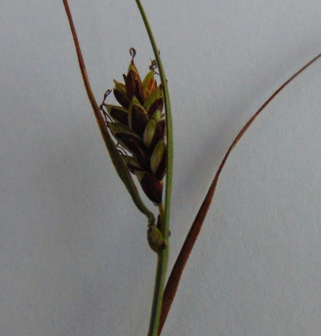 Carex hyb 02