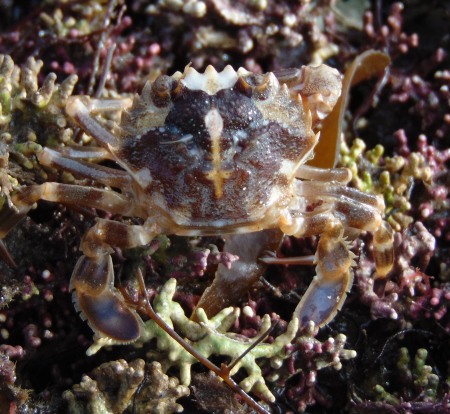 Marbled Swimming Crab.jpg