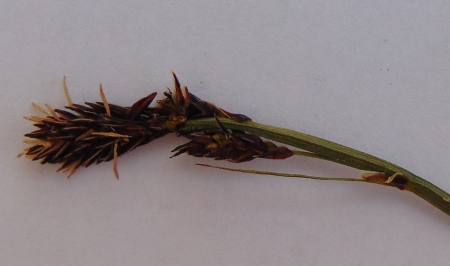 Carex bigelowii 01