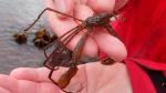 Macropodia rostrata – a bizarre spider crab