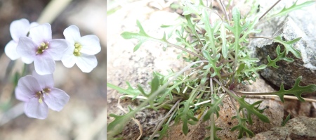 Arabidopsis petraea (Northern Rock-cress)
