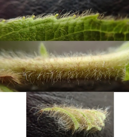 Inula hookeri leaf edge, stem &amp; involucral bracts